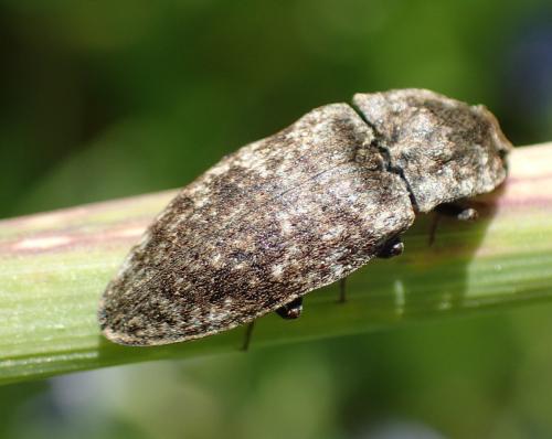 Réf. 205 286 : Agrypnus murinus